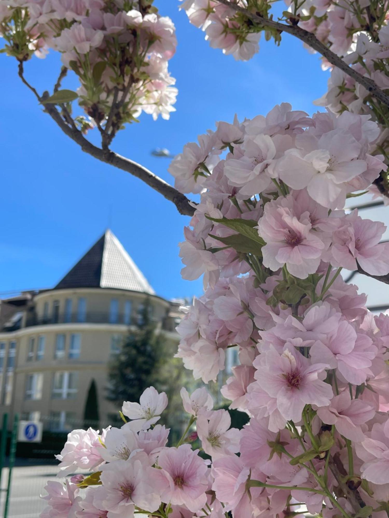 Maison Sofia - Mgallery Exteriör bild Cherry blossoms in the neighborhood